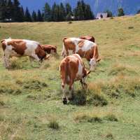 © Ingo Ortner - joch_00 260718_anschnitt_jochalm